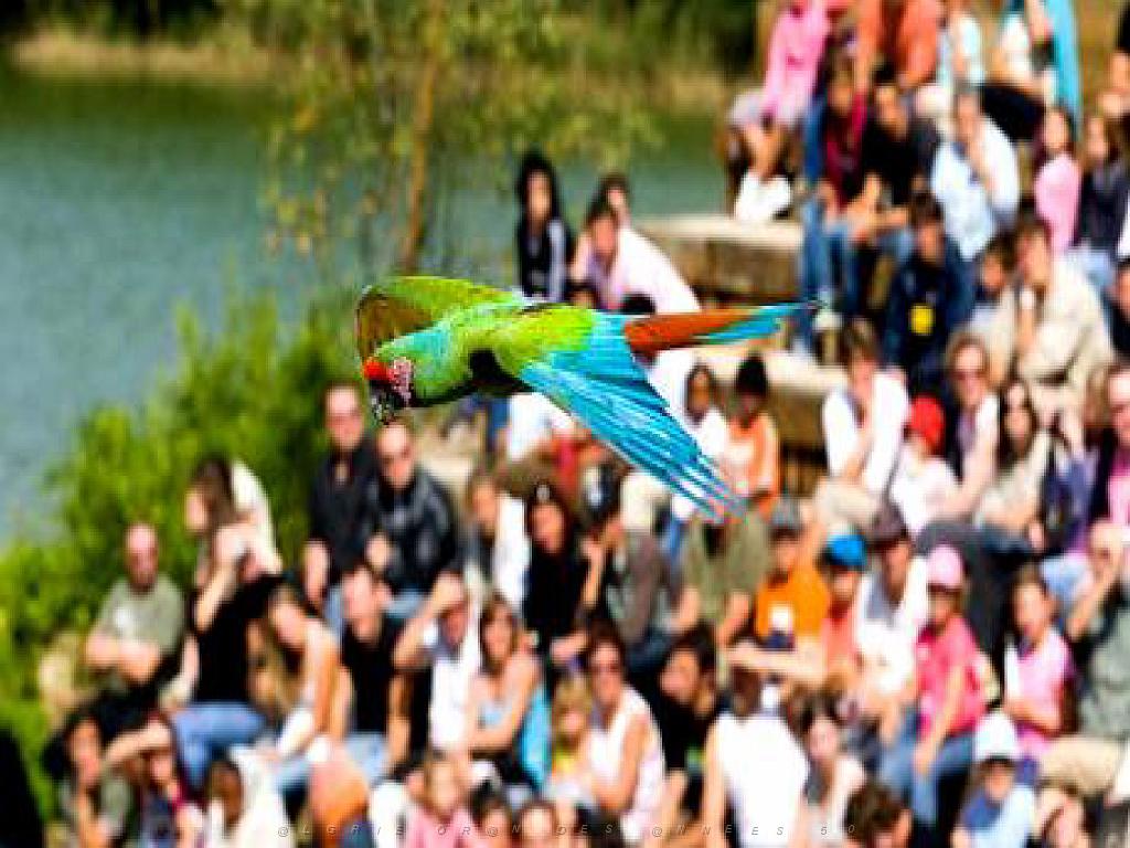 101PARC AUX OISEAUX DANS L AIN 2016 3_000051.jpg